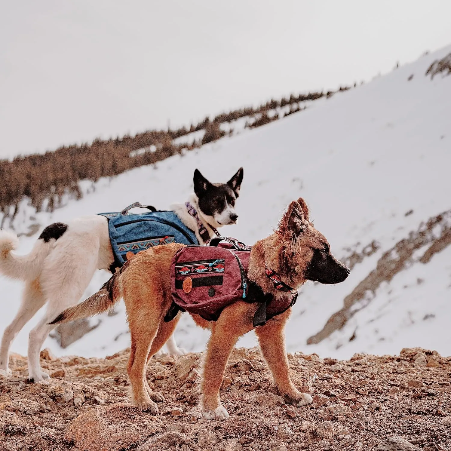Wilderdog Dog Backpack with Built in Harness and Back-Mounted D-Ring Leash Attachment, Handle, Two Saddlebags with 4 Total Pockets, Built in Poop Bag Dispenser (Huckleberry, Large)